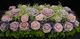 🌸Misty Lavender Rose Garden - SJ-LGMD-08** 🌸
